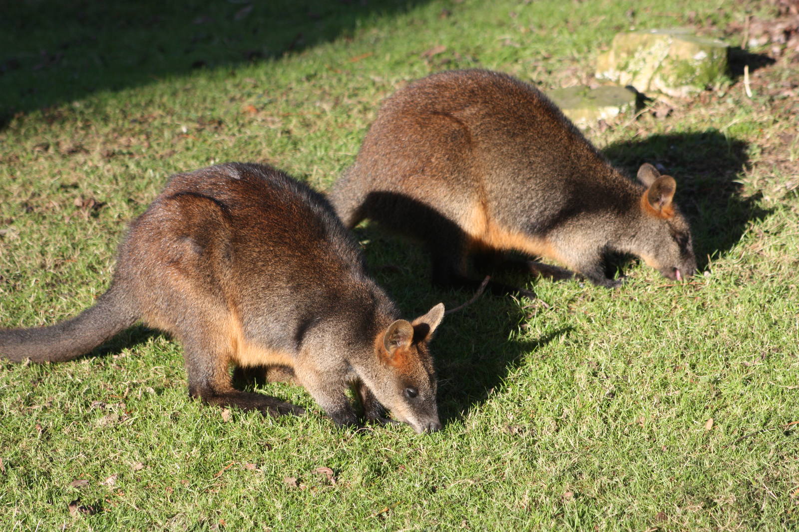 Swamp Wallabies, 2nd January 2015
