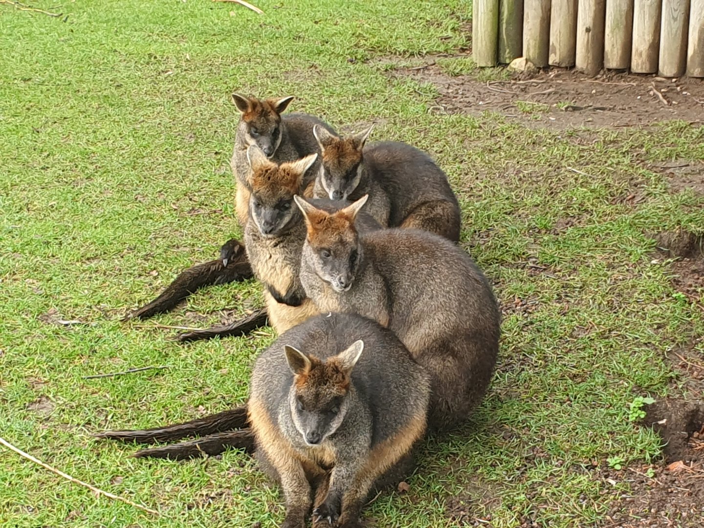 Swamp Wallabies 3/1/24