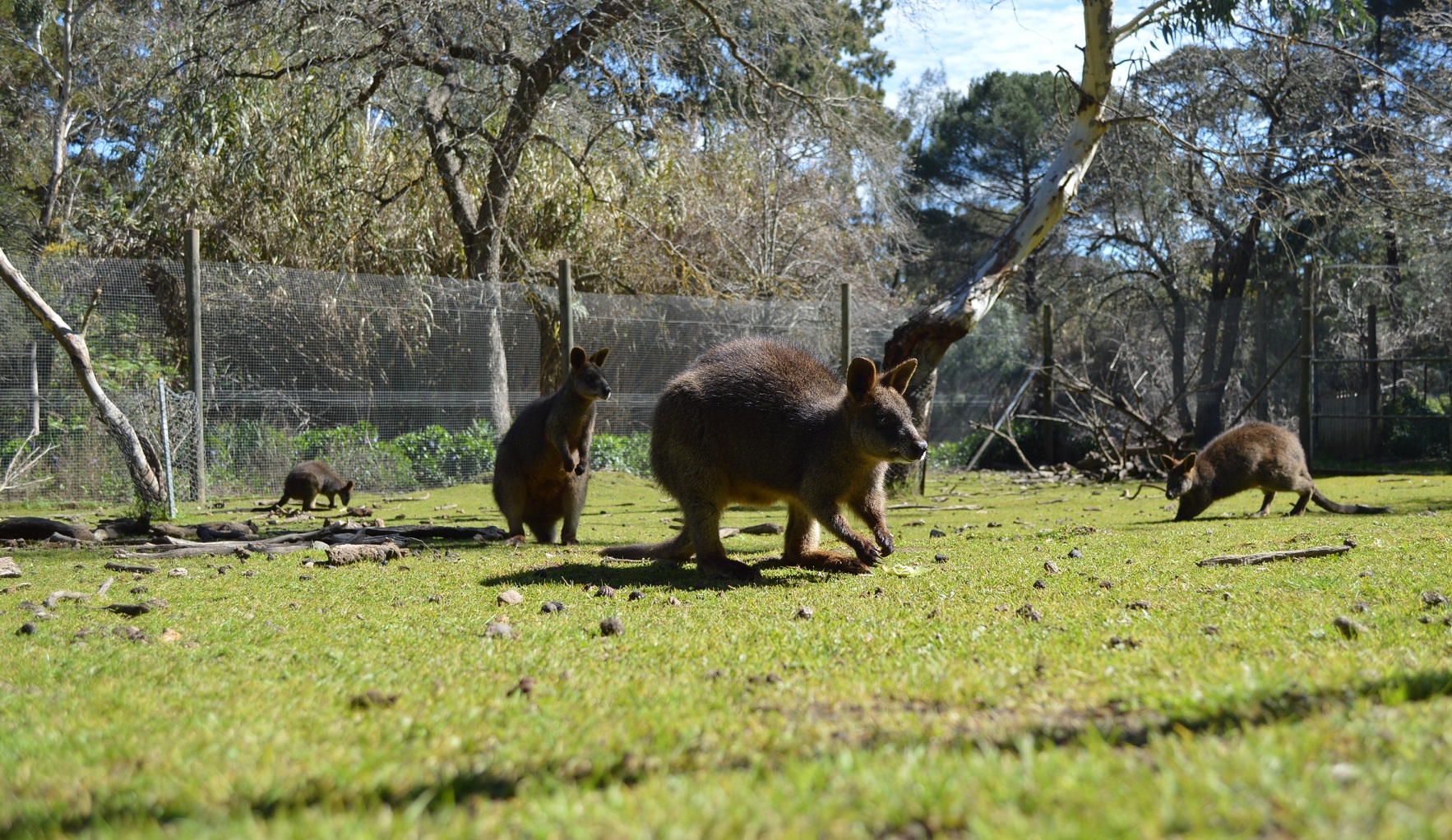 Swamp wallabies - Humbug Scrub