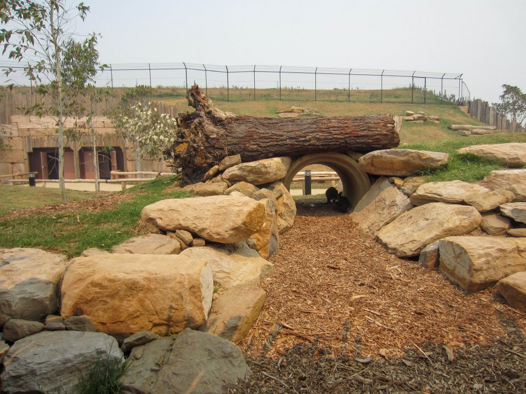 Swamp Wallabies sheltering from the heat