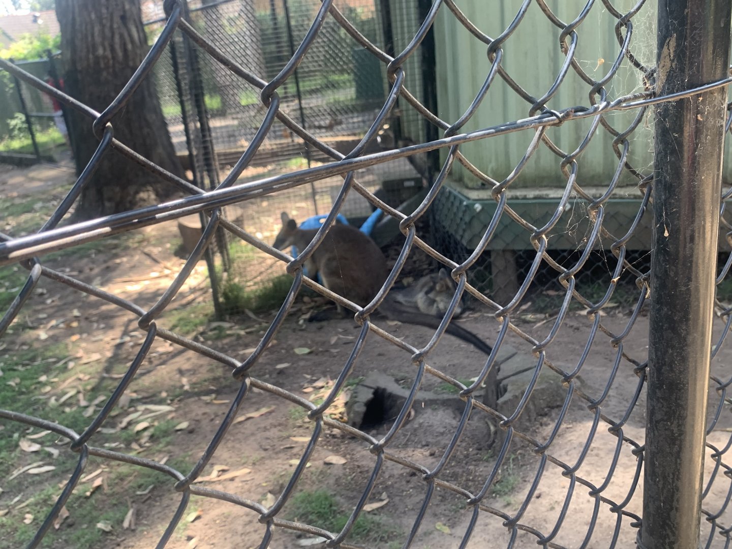 Swamp Wallabies (the one lying down looks fairly young like a joey thats grown a bit)