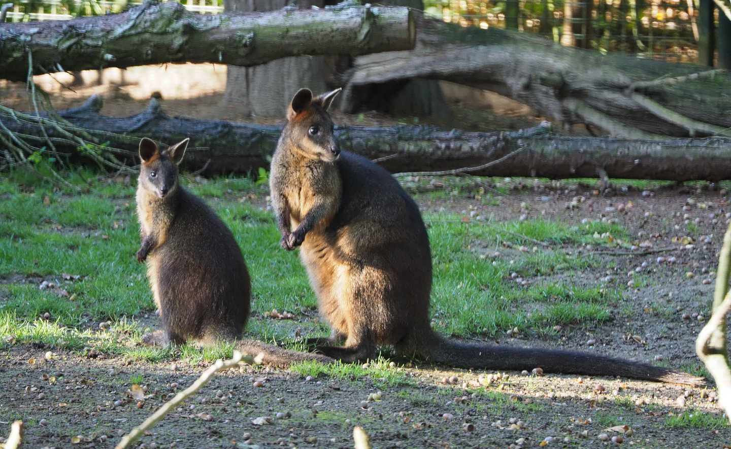 Swamp wallabies (Wallabia bicolor), 2020-10-10