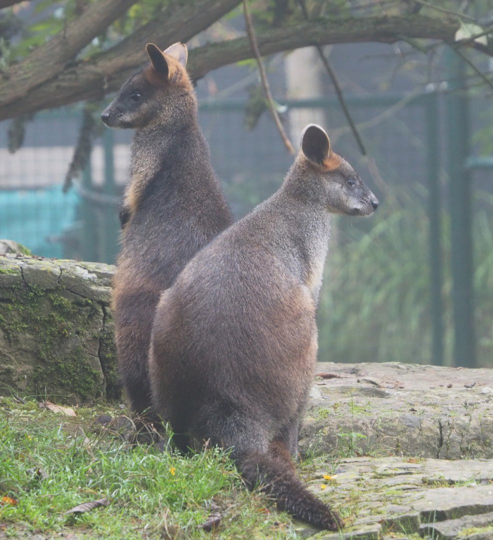 Swamp wallabies (Wallabia bicolor), 2021-10-10