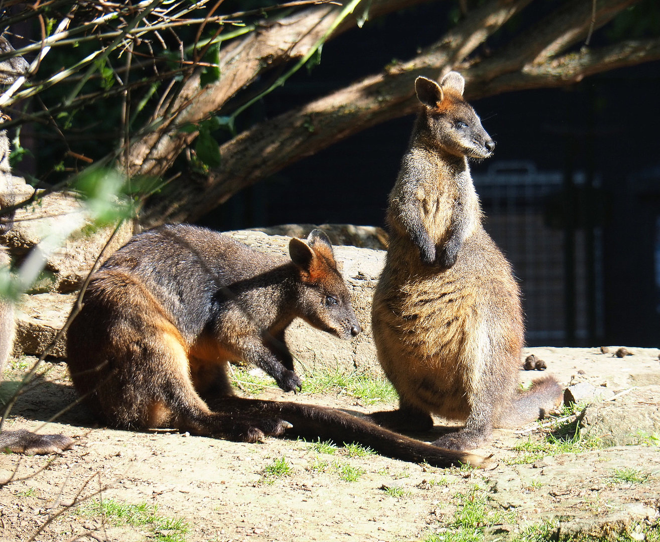 Swamp wallabies (Wallabia bicolor), 2022-05-28