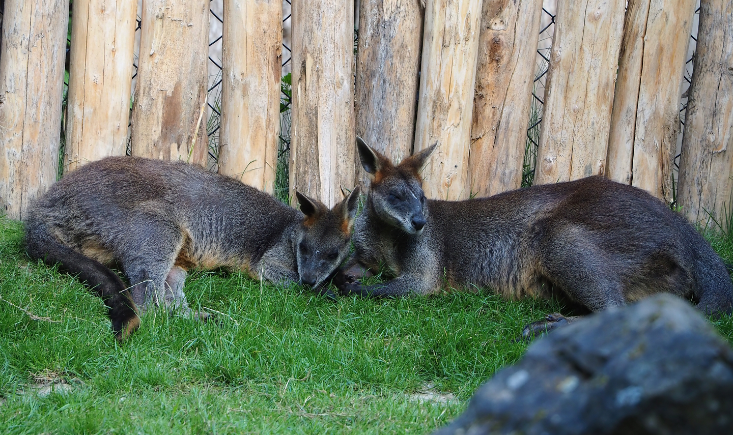 Swamp wallabies (Wallabia bicolor), 2022-07-16