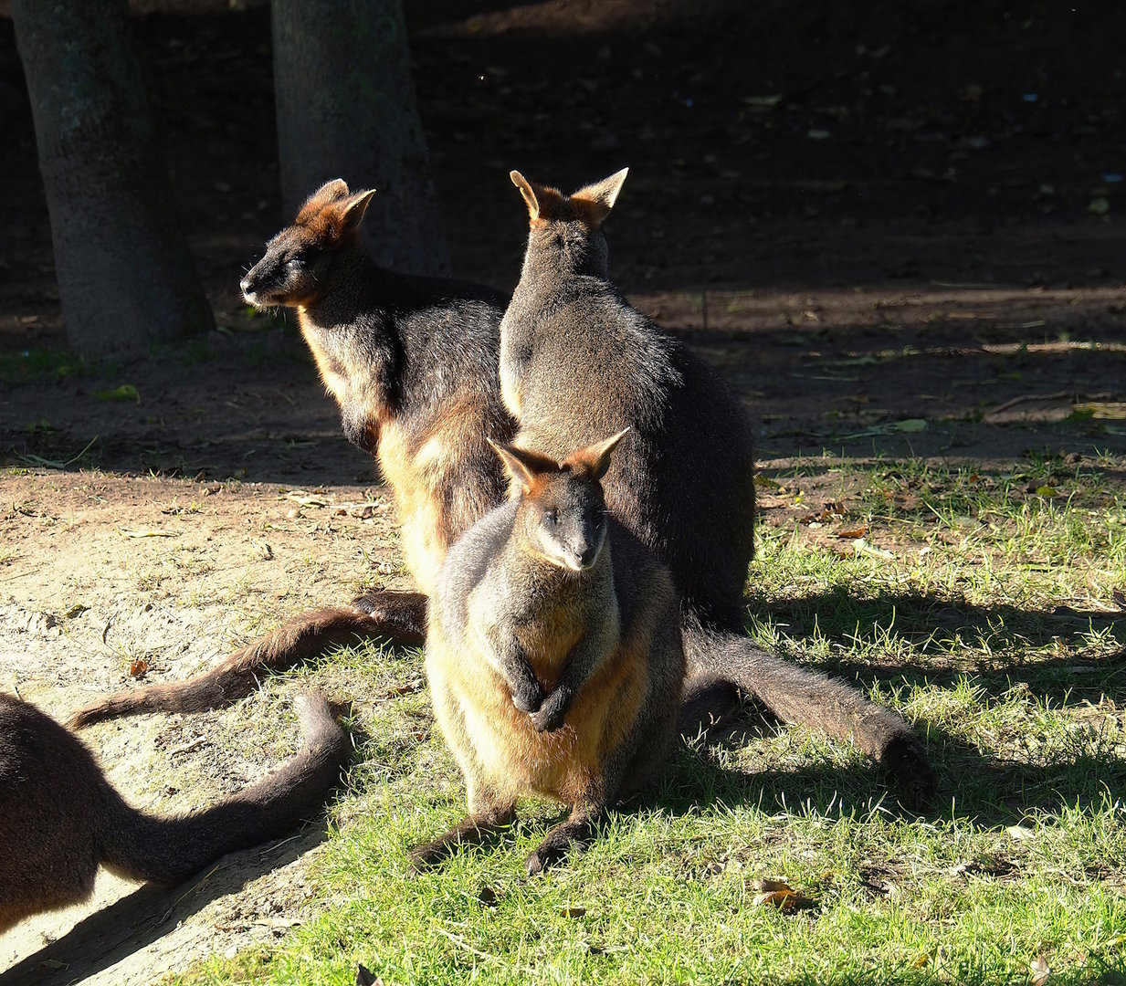 Swamp wallabies (Wallabia bicolor), 2022-11-12