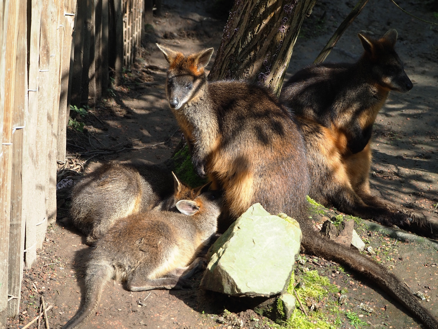 Swamp wallabies (Wallabia bicolor), 2023-05-13