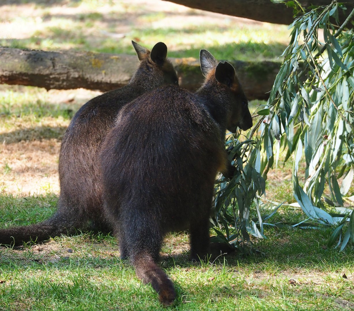 Swamp wallabies (Wallabia bicolor), 2023-07-08