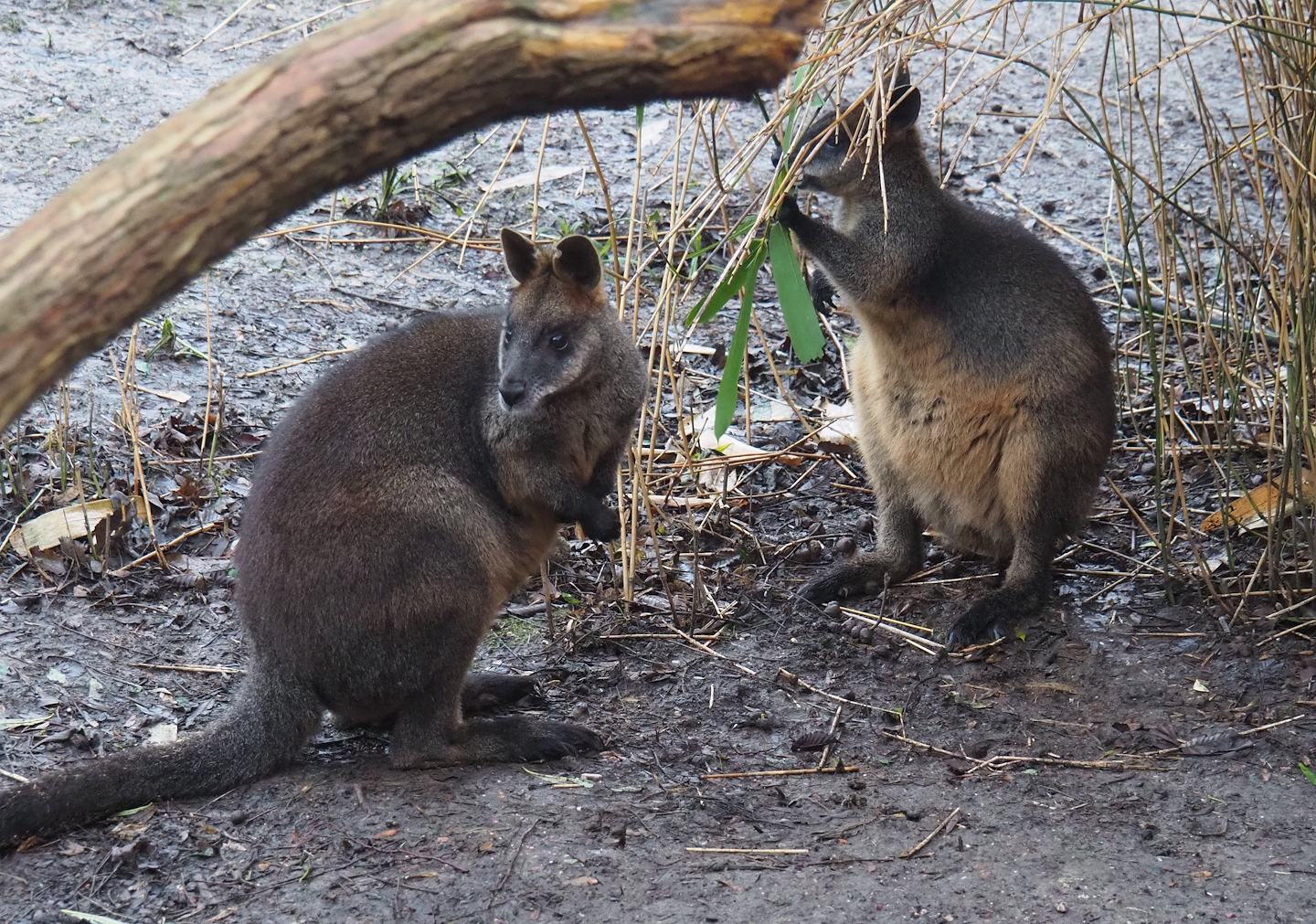 Swamp wallabies (Wallabia bicolor), 2024-01-01