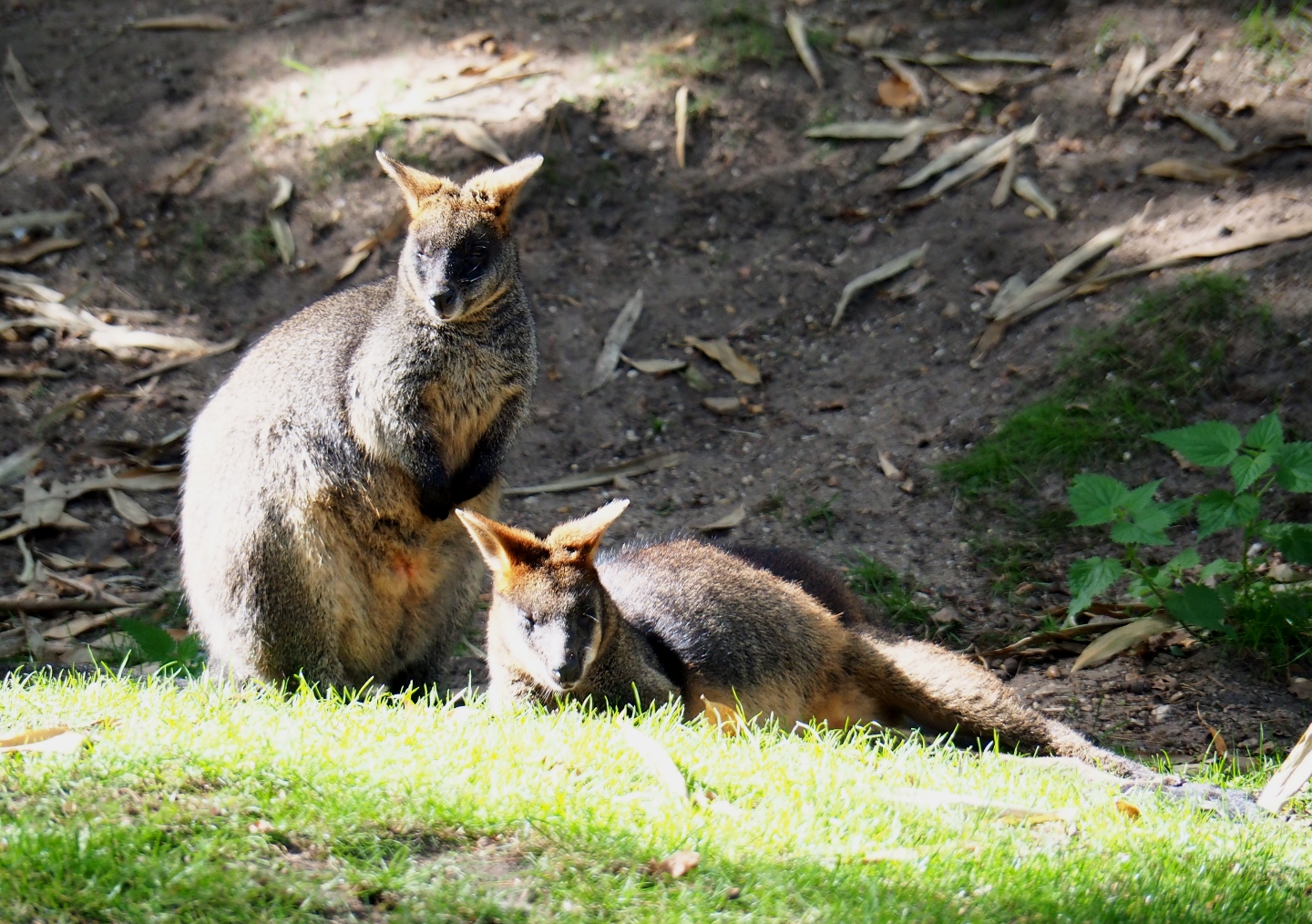 Swamp wallabies (Wallabia bicolor), Sep 16th, 2018