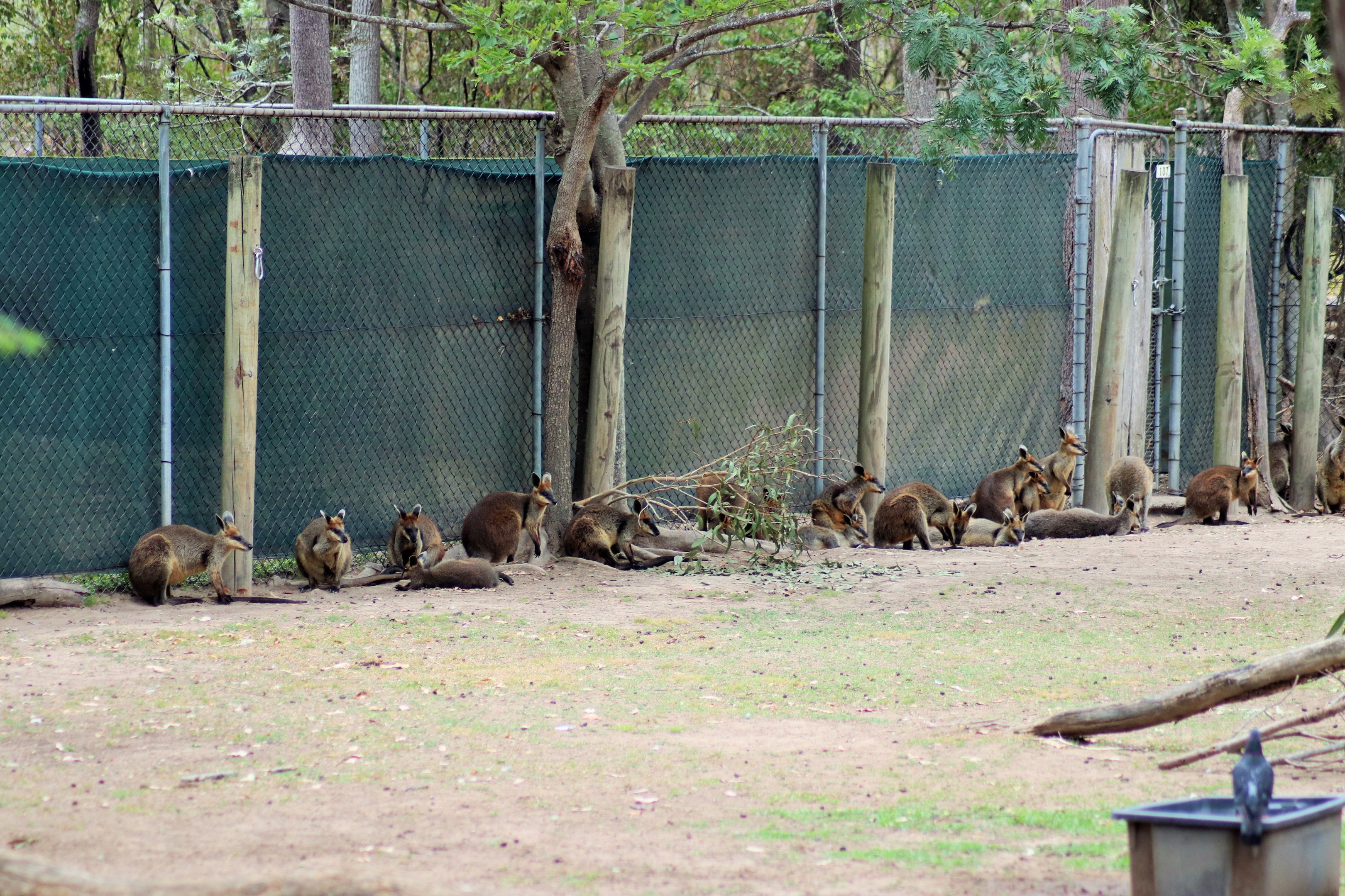 Swamp Wallabies (Wallabia bicolor)