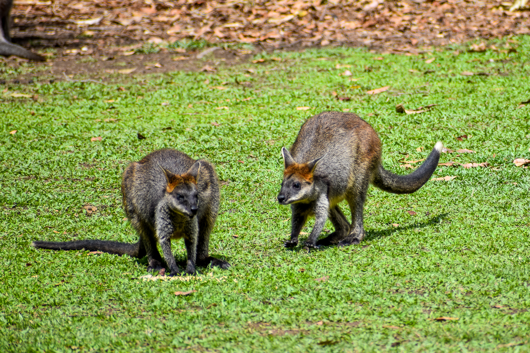 Swamp Wallabies (Wallabia bicolor)
