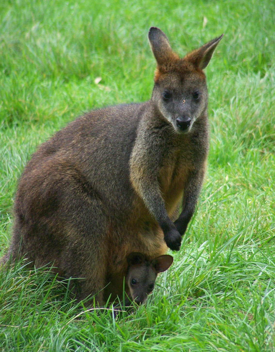 Swamp wallabies