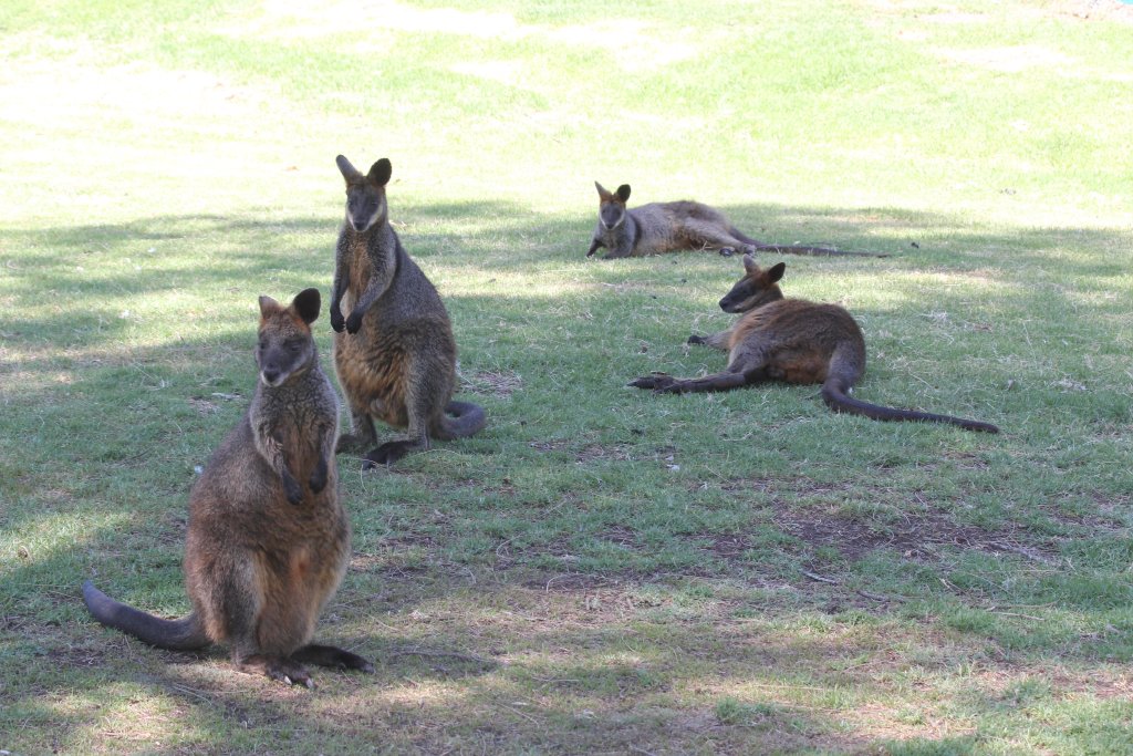Swamp Wallabies