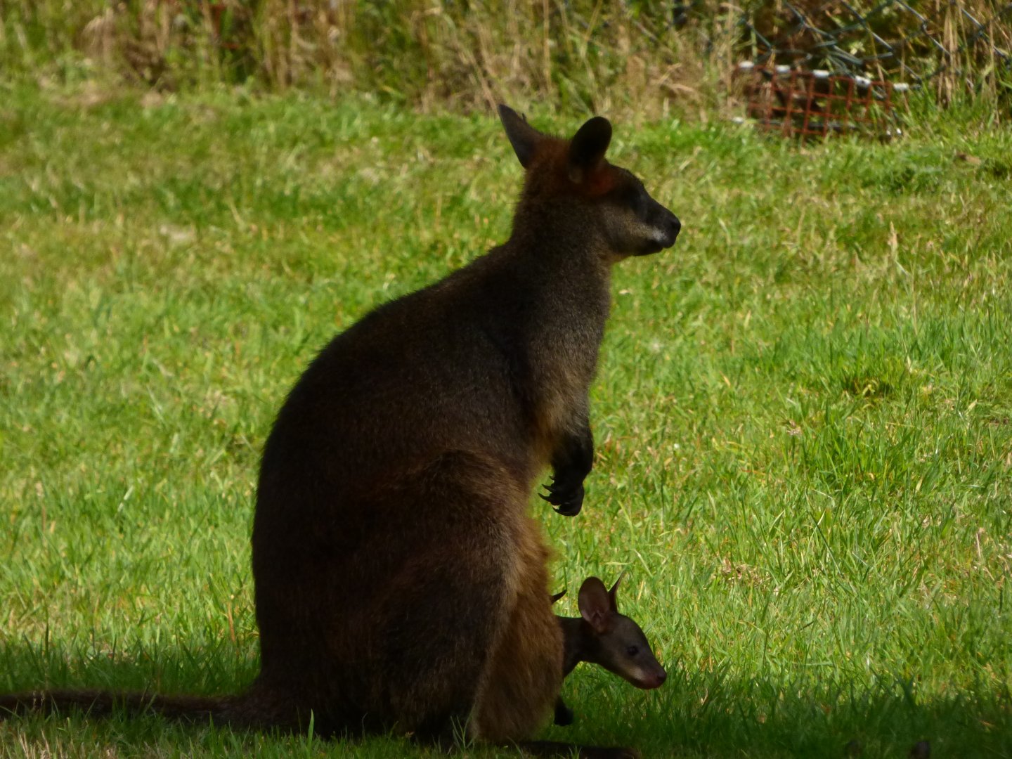Swamp Wallabies