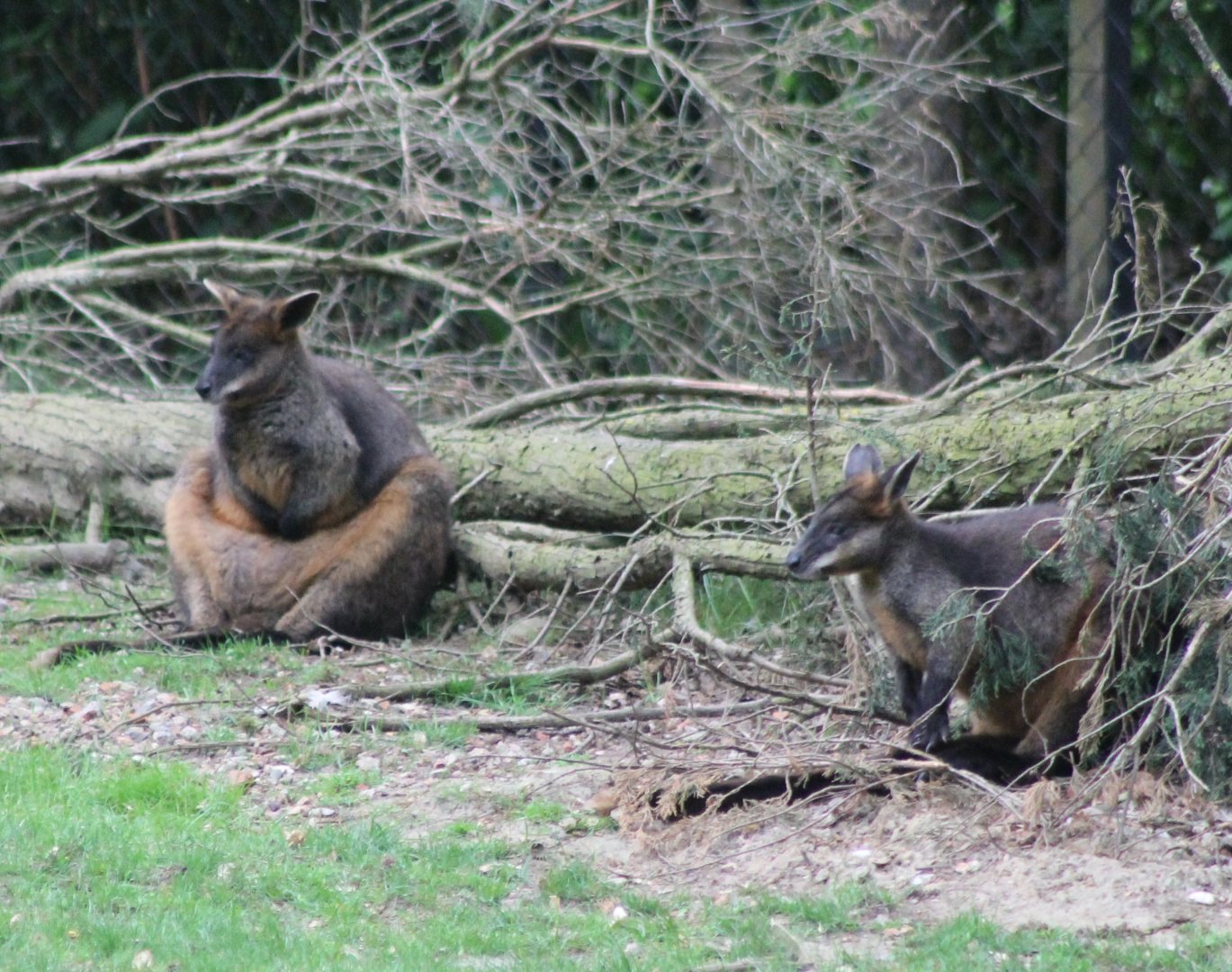 Swamp wallabies