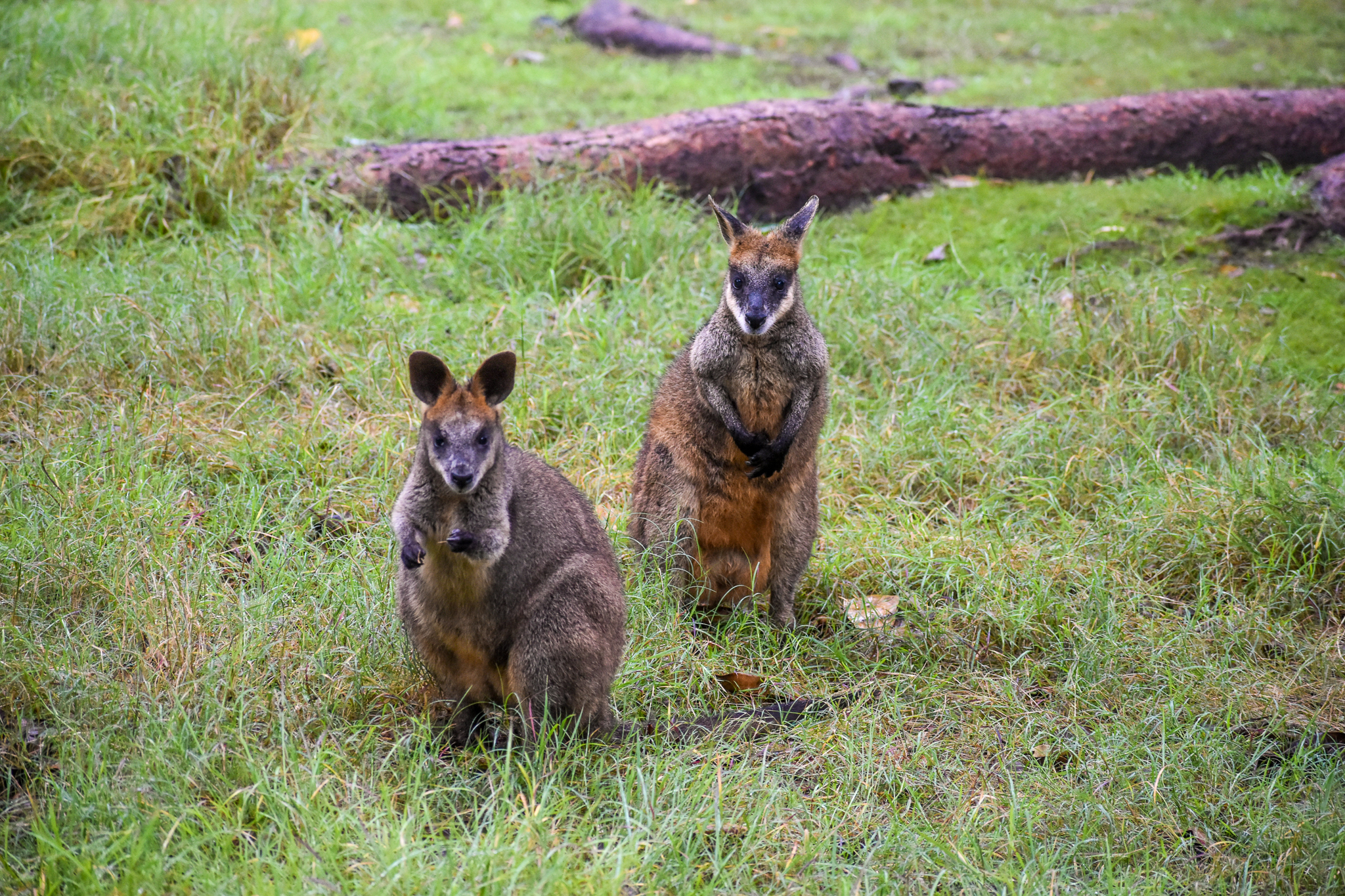 Swamp Wallabies