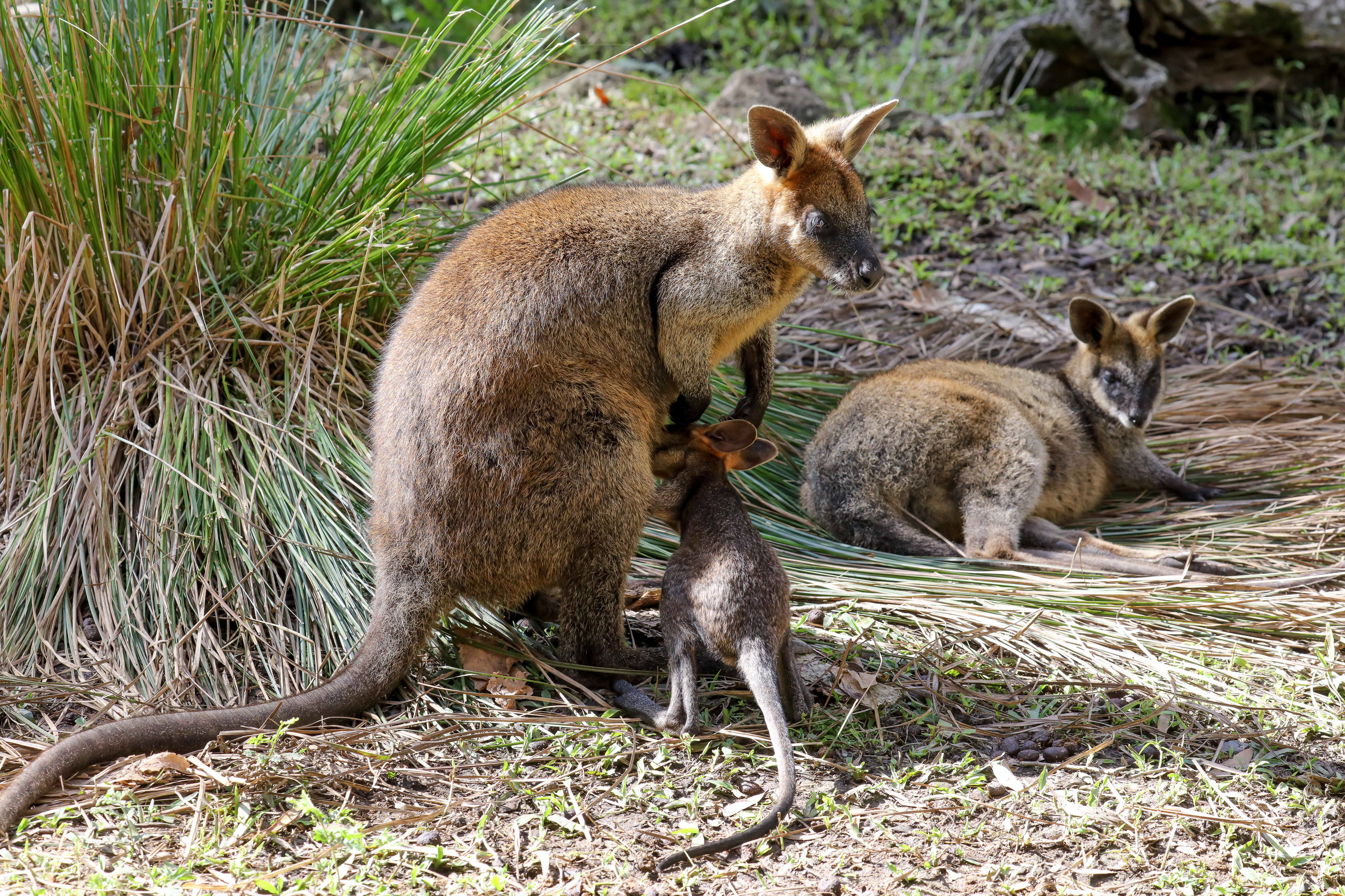 Swamp Wallabies