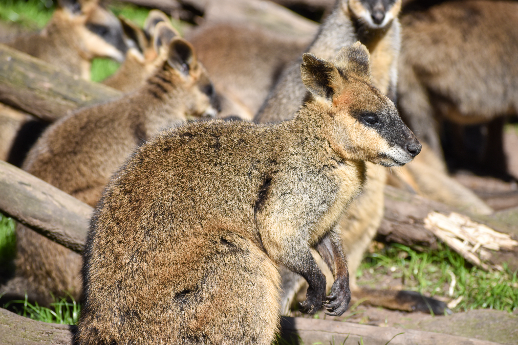 Swamp Wallabies