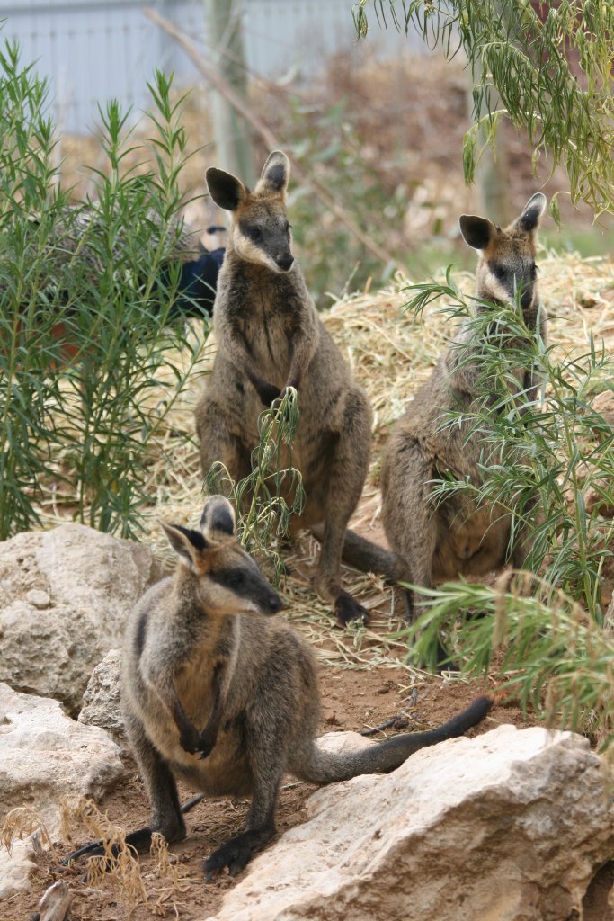 Swamp Wallabies
