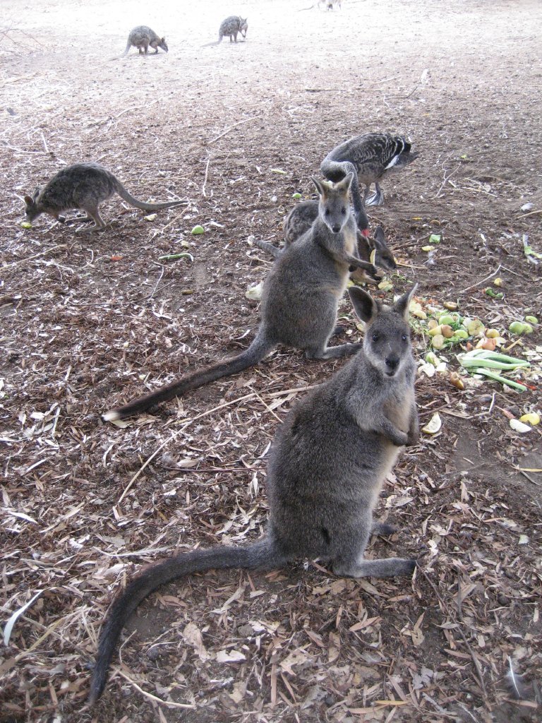 Swamp Wallabies