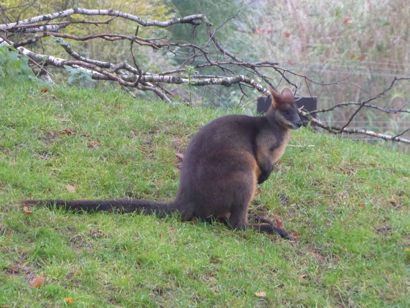 Swamp wallaby 011219