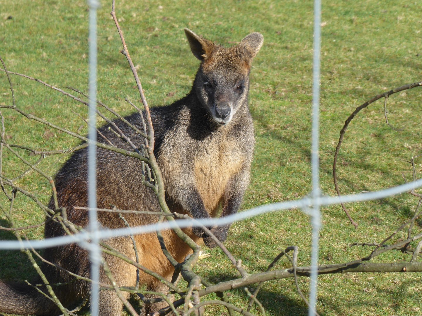Swamp wallaby 040319