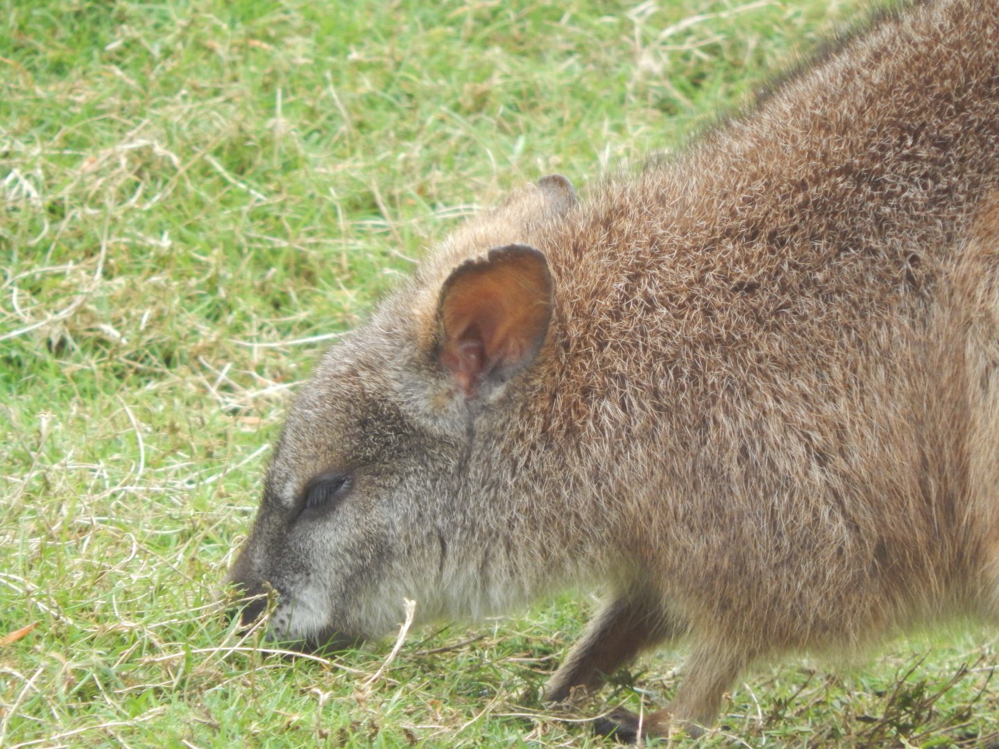 Swamp wallaby 150522