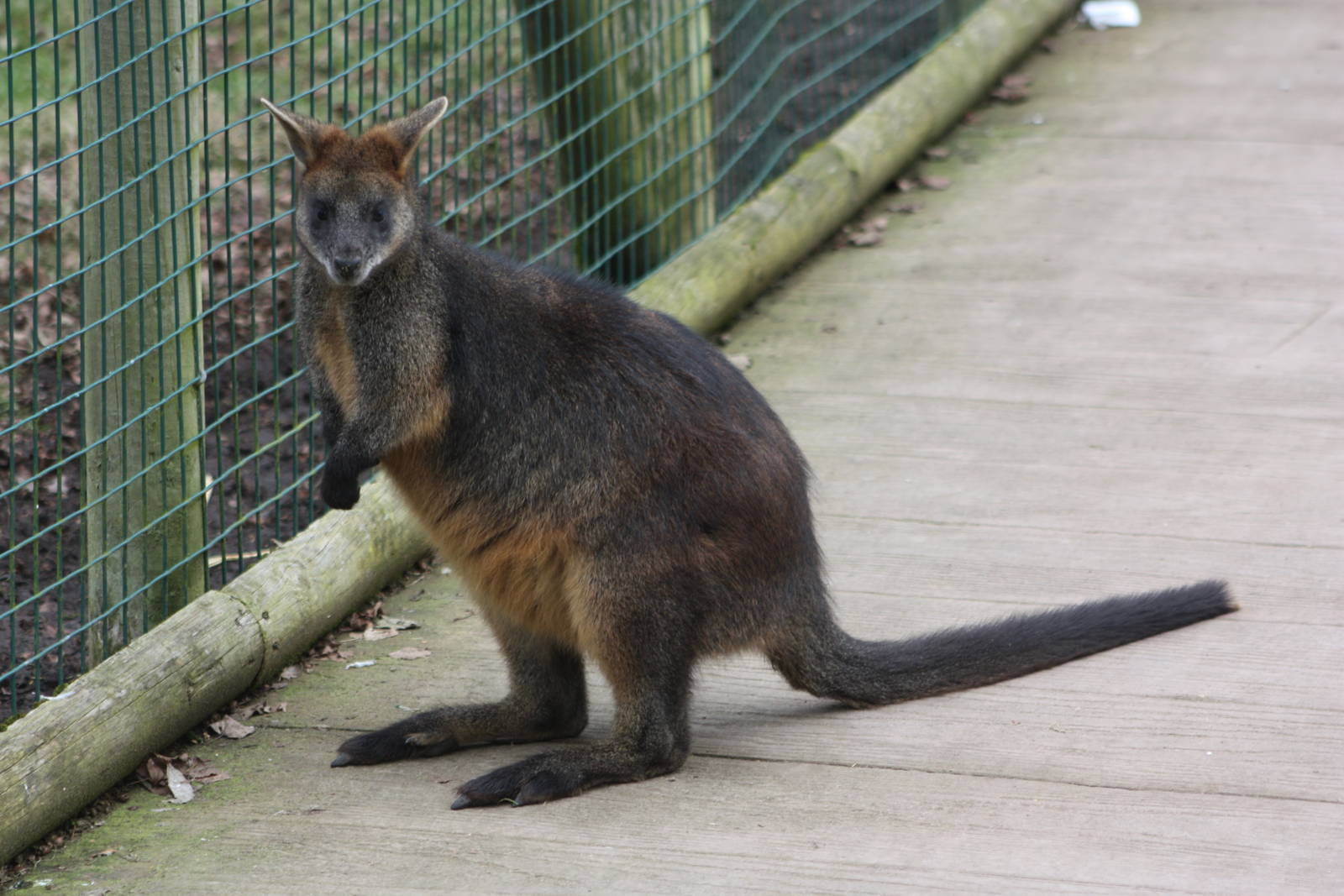Swamp Wallaby, 18th February 2015