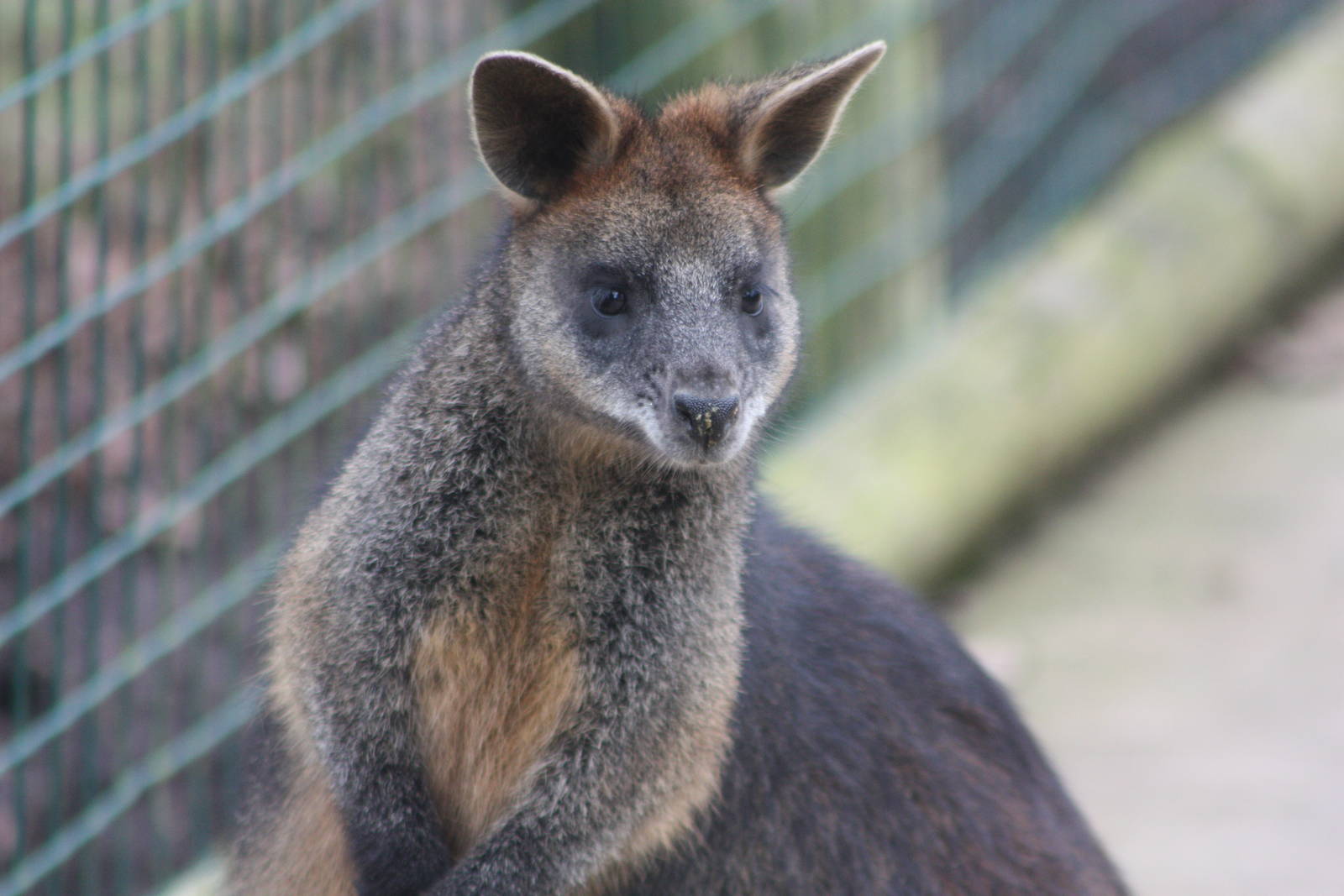 Swamp Wallaby, 18th February 2015