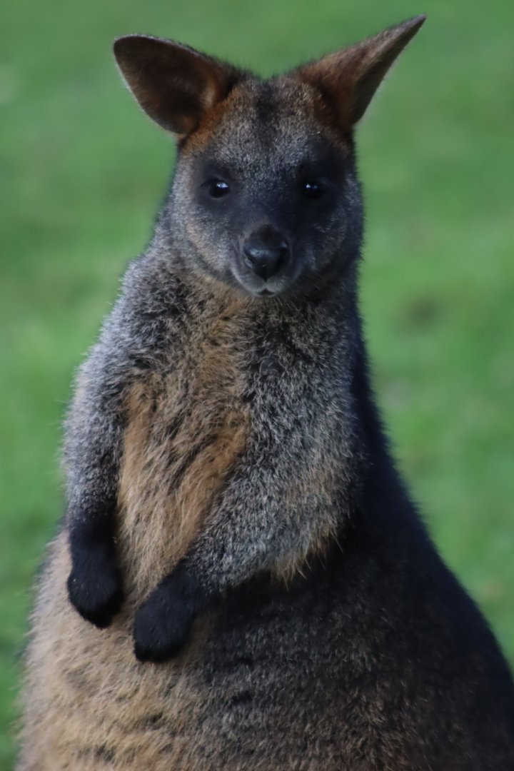 Swamp Wallaby - 19 January 2020