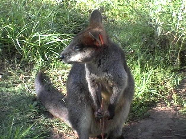 Swamp Wallaby (2004)