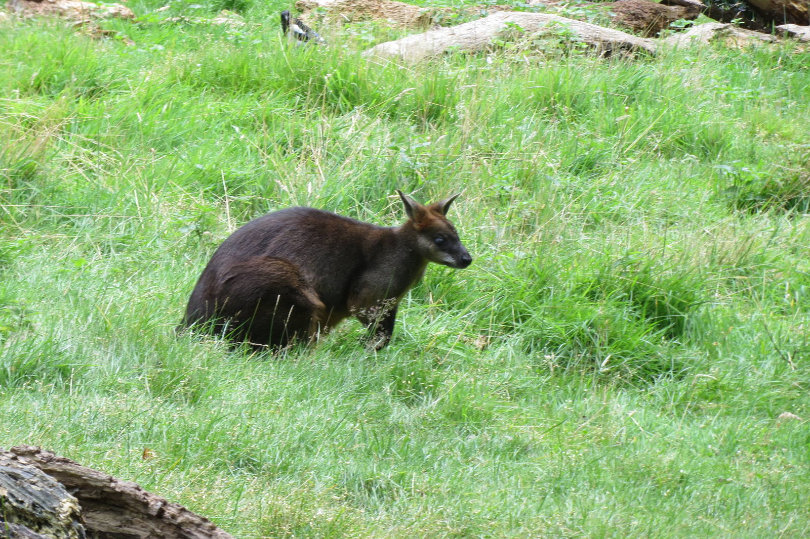 Swamp Wallaby 240815