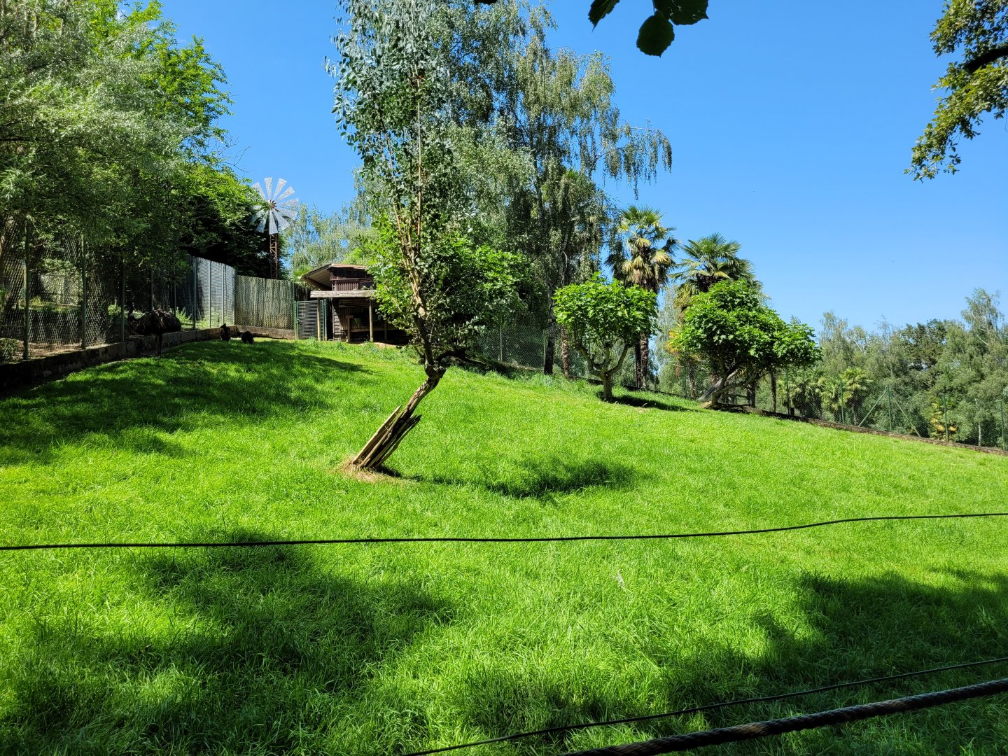 Swamp wallaby and Common emu exhibit -Zoo d'Asson (2022)