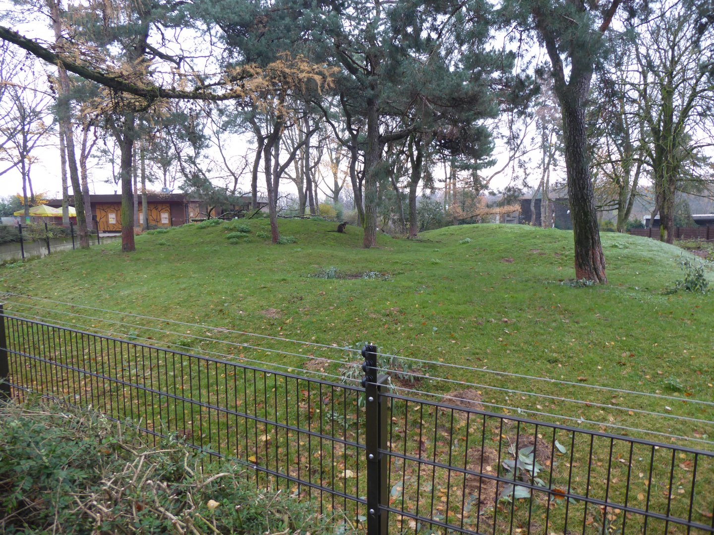 Swamp wallaby and Eastern wallaroo enclosure 011219