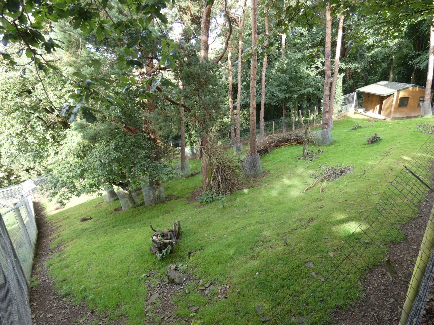 Swamp Wallaby and Greater Rhea enclosure