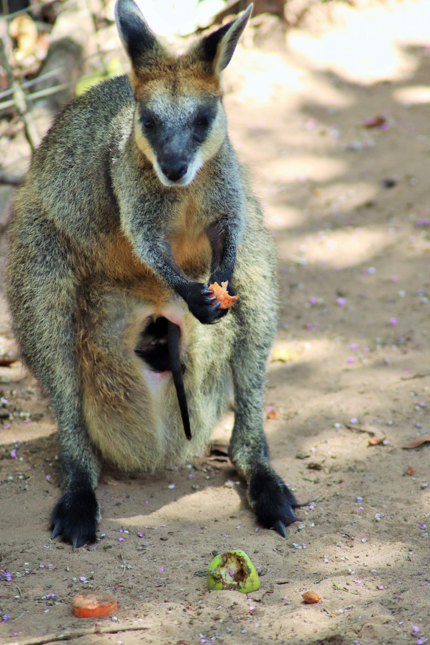 Swamp Wallaby and Joey (Wallabia bicolor)