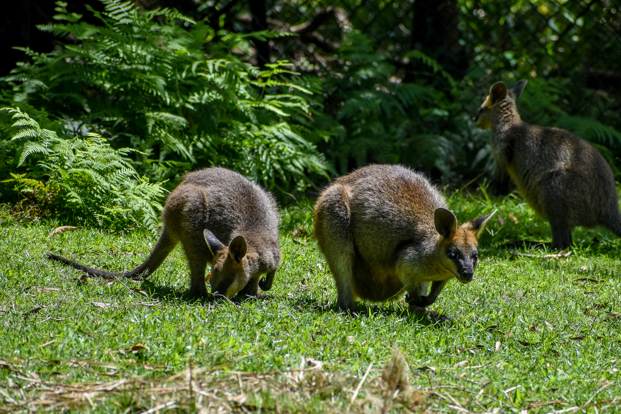 Swamp Wallaby and Joey
