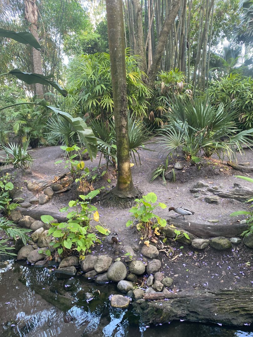 Swamp Wallaby and Waterfowl Exhibit