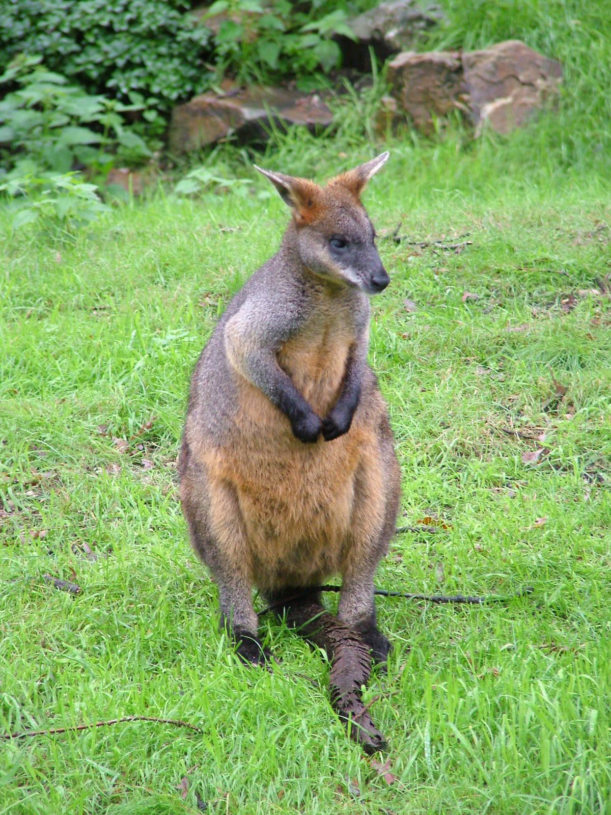 Swamp Wallaby at Burgers Zoo Arnhem, 29/08/10