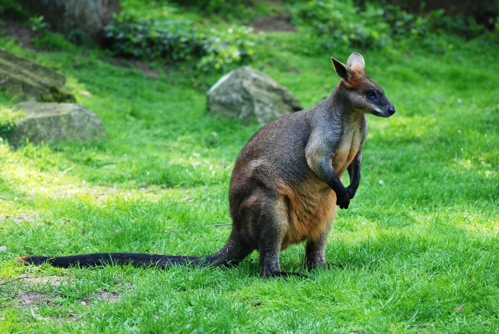 Swamp Wallaby at Burgers Zoo Arnhem, 30/05/12