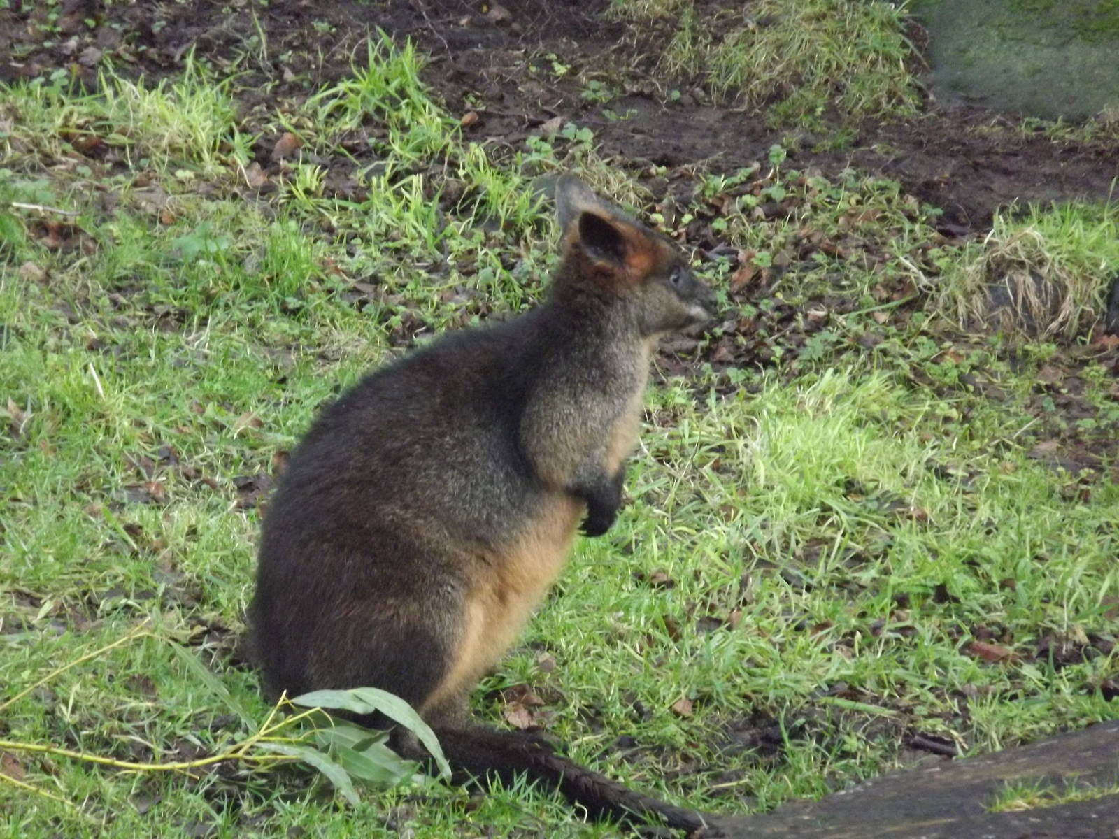Swamp wallaby at Edinburgh Zoo 28/12/11