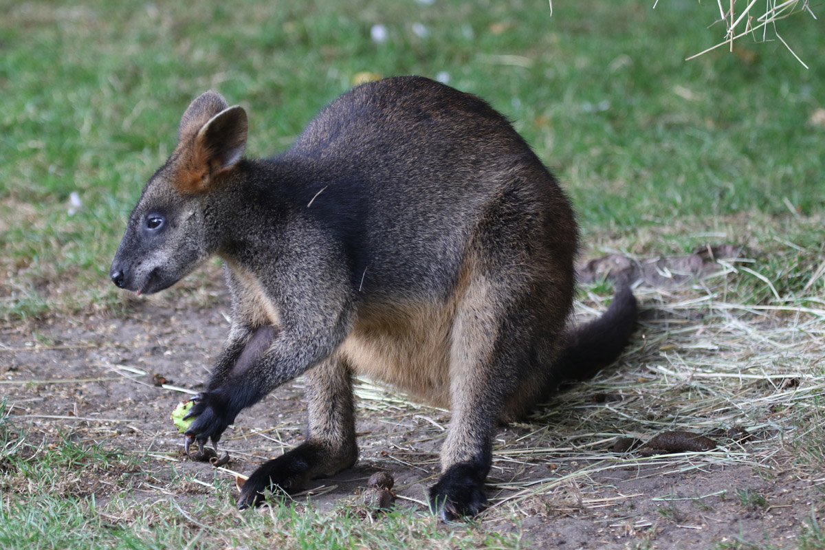 Swamp Wallaby at Flamingo Land 15/09/2018
