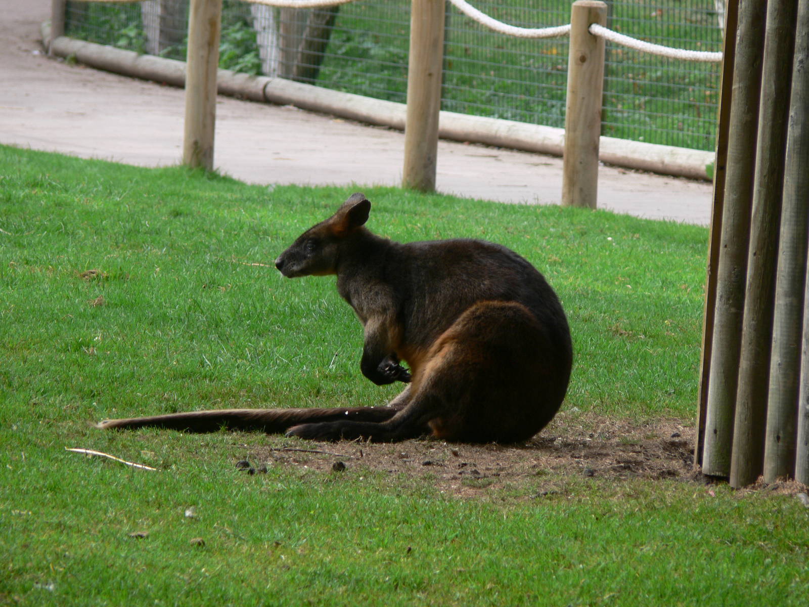 Swamp Wallaby at Flamingo Land, 21/09/13