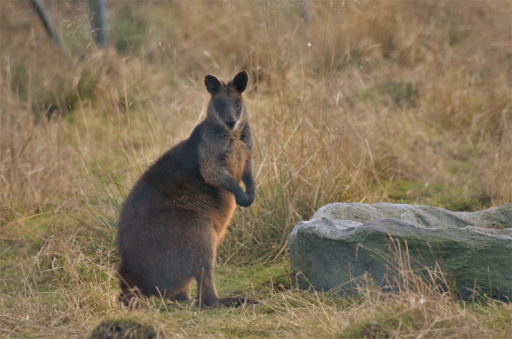 Swamp Wallaby at Hamerton, 19/11/16