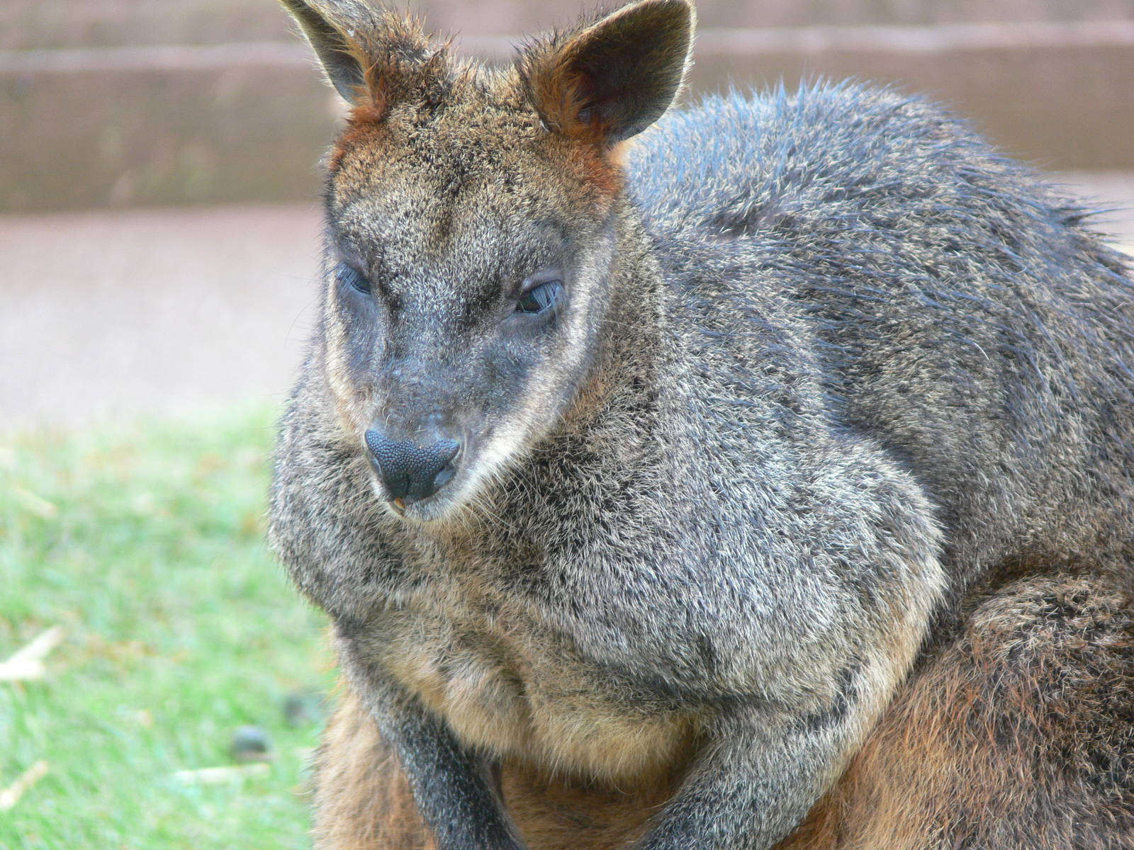 Swamp Wallaby at South Lakes, 04/07/14