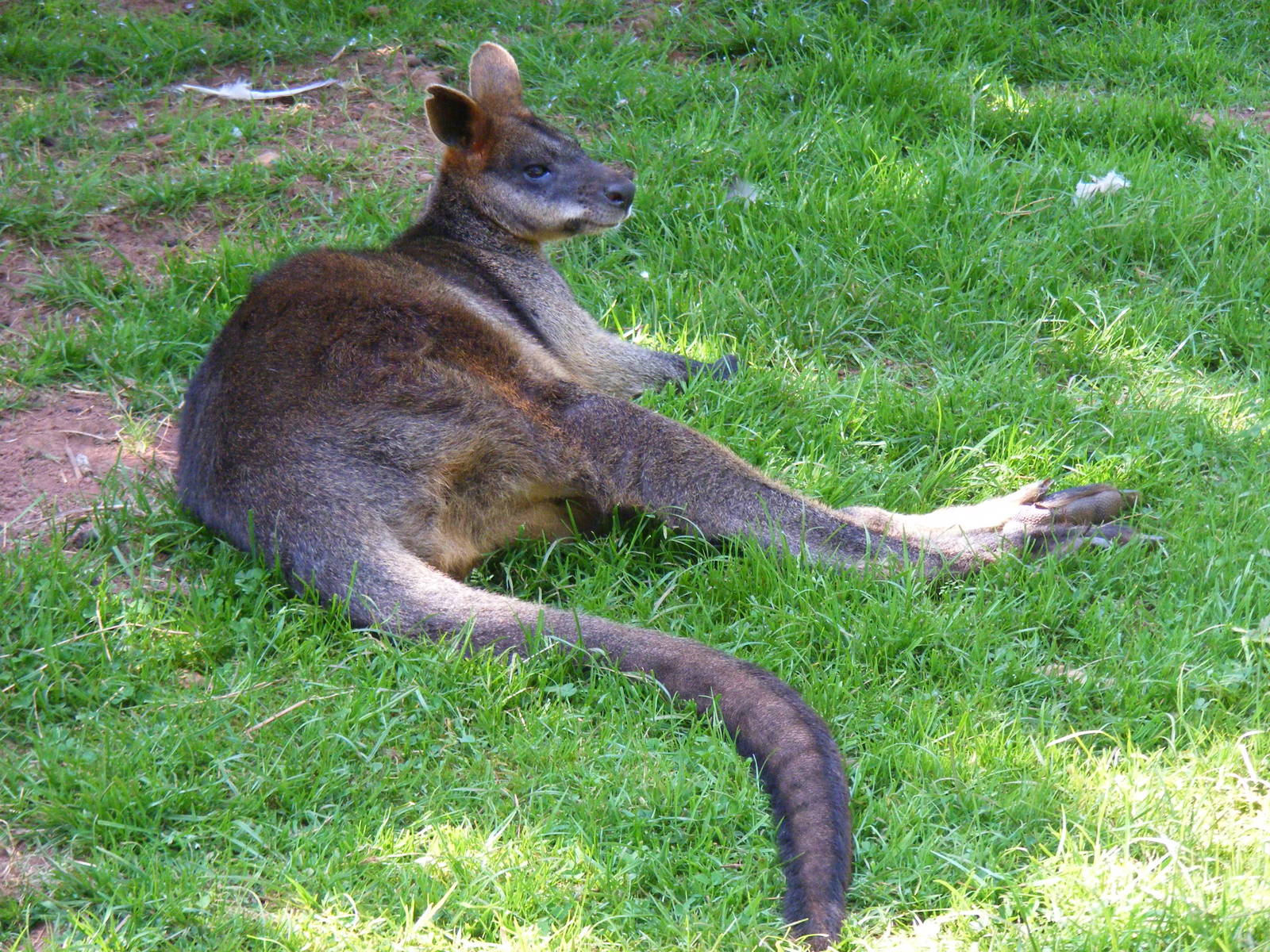 Swamp wallaby at South Lakes Wild Animal Park, 23 May 2010