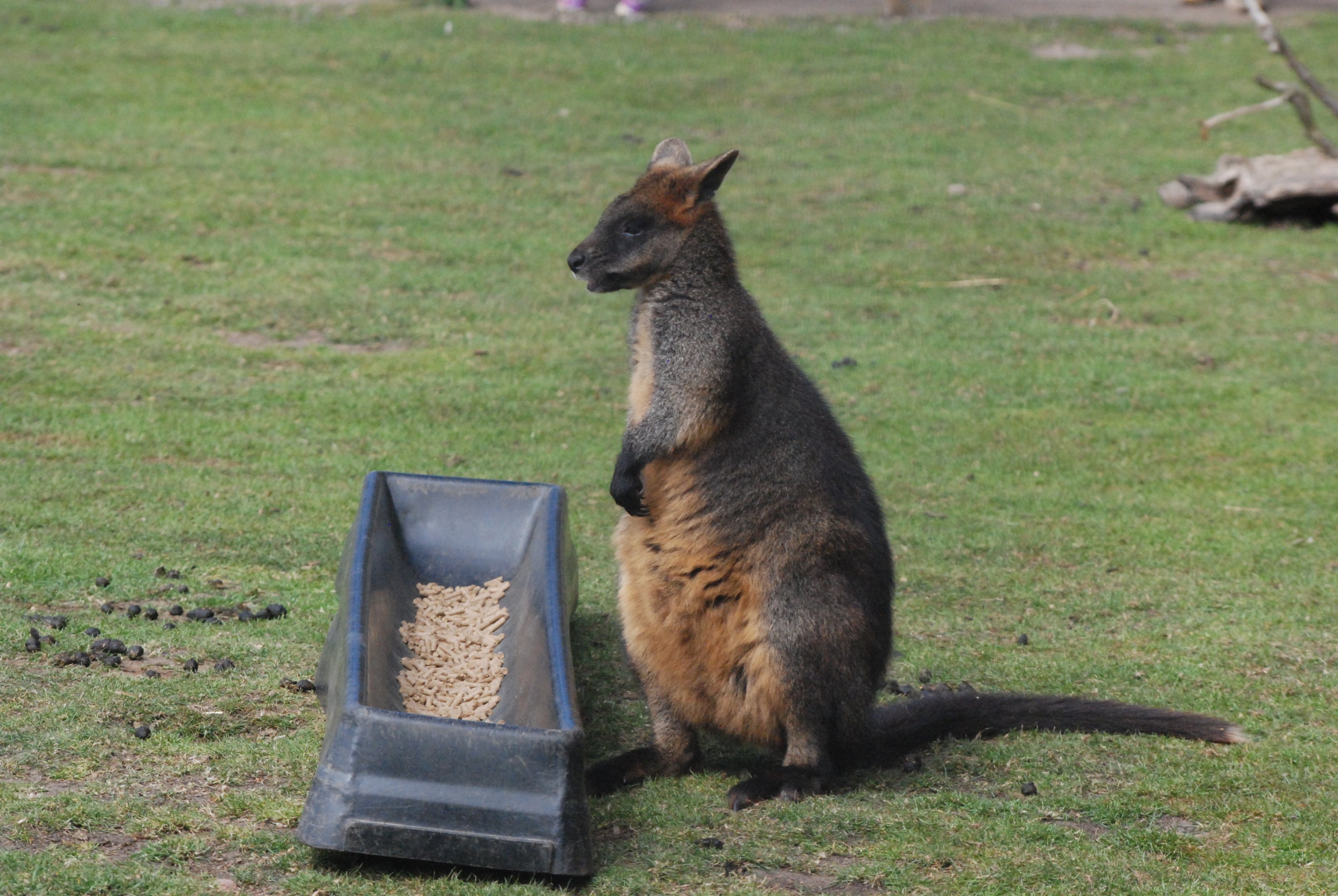 Swamp Wallaby at Yorkshire WP, 18th April 2021