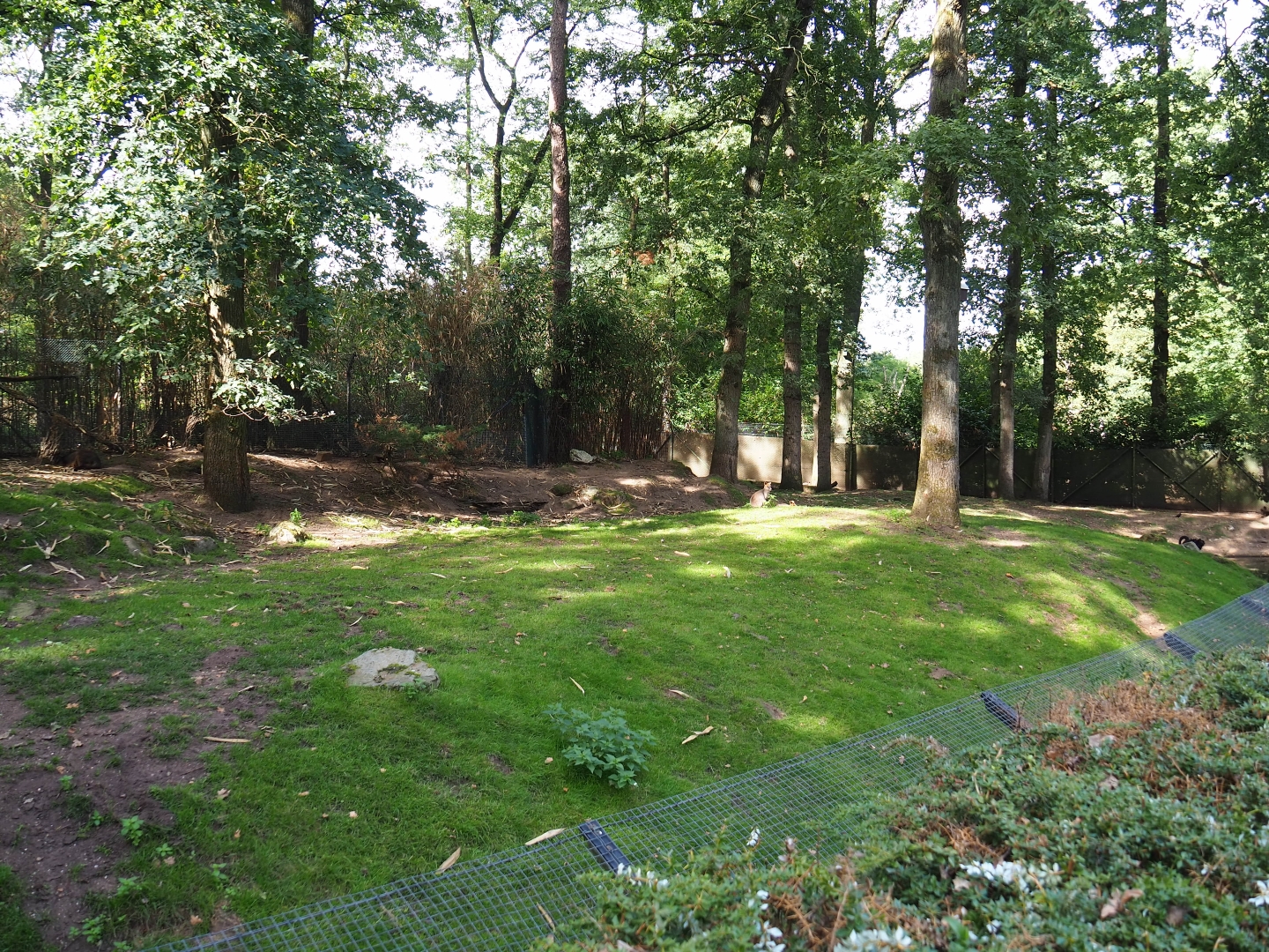 Swamp wallaby - Black swan exhibit (Sep 16th, 2018)