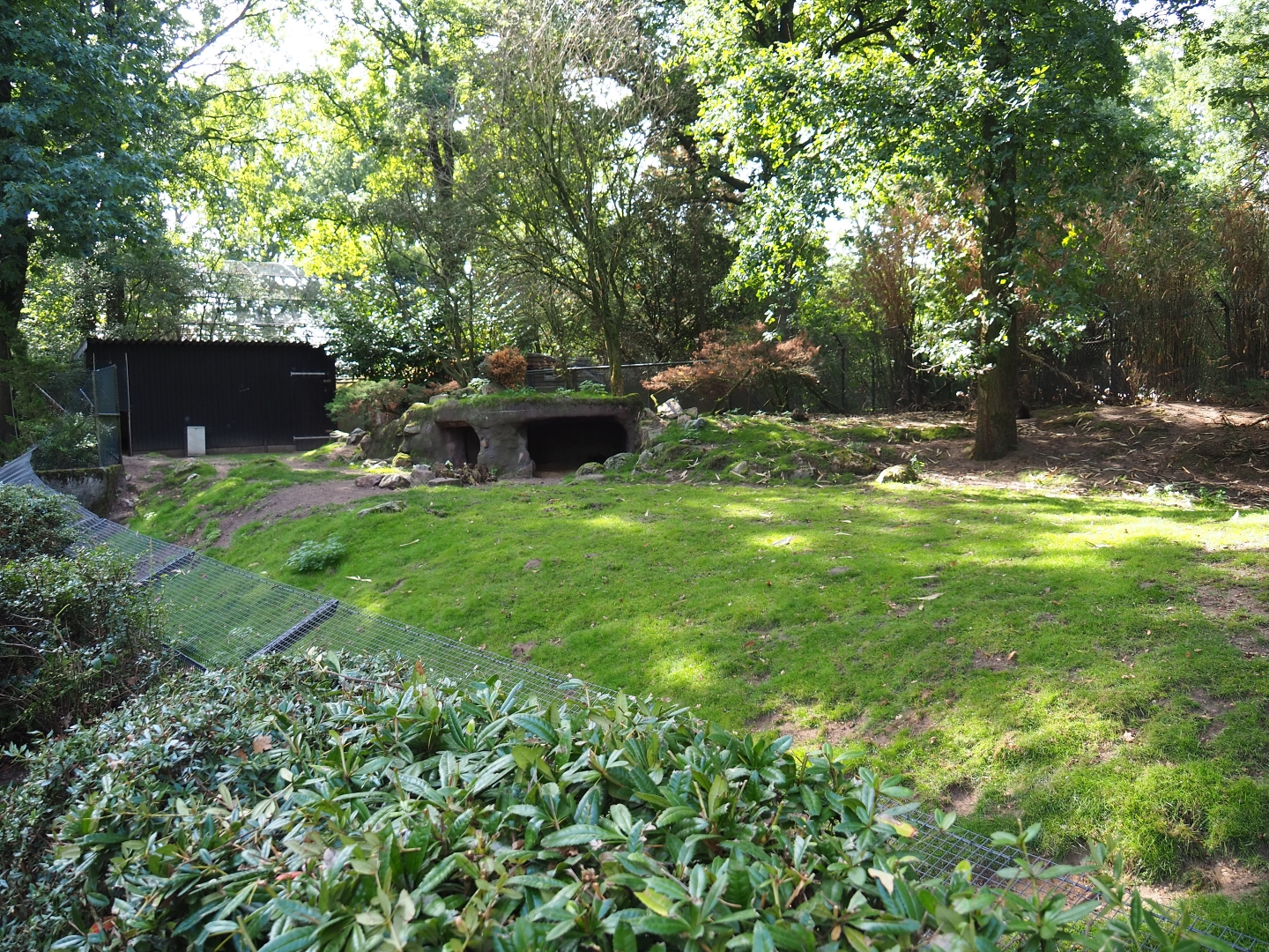 Swamp wallaby - Black swan exhibit (Sep 16th, 2018)